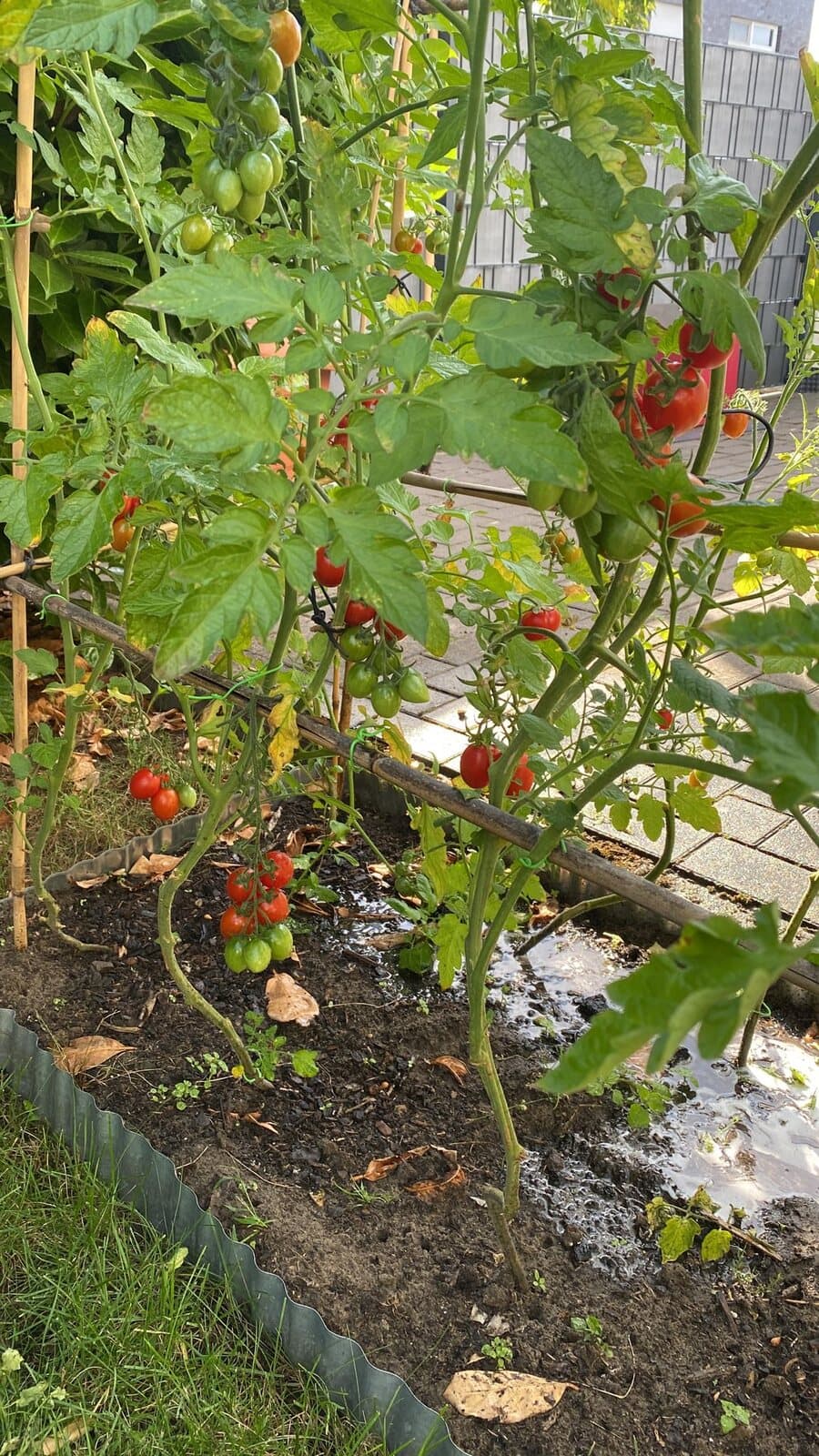 Tomaten im eigenen Beet hinterm Haus
