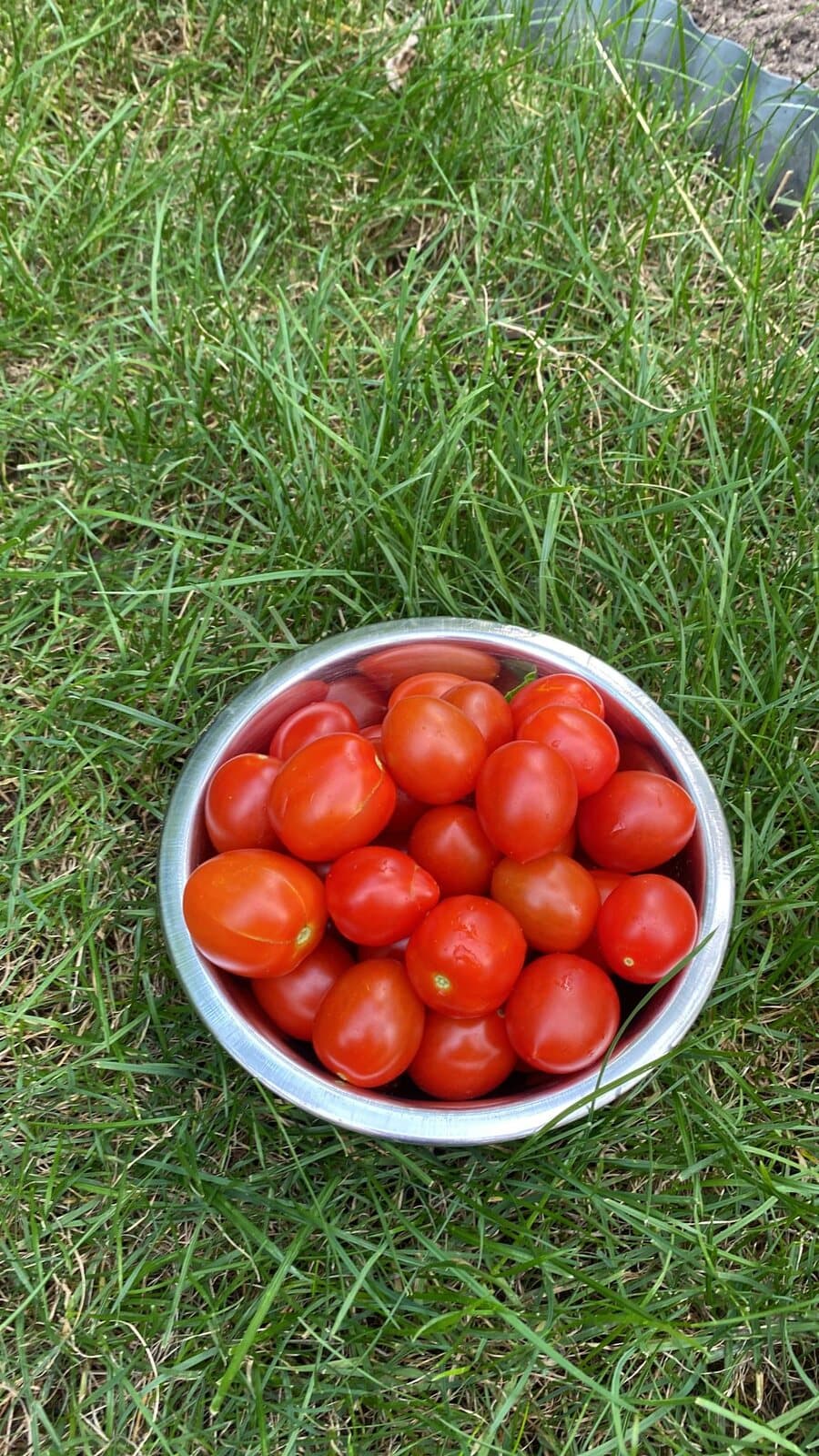 Frisch geerntete Tomaten in der Schale